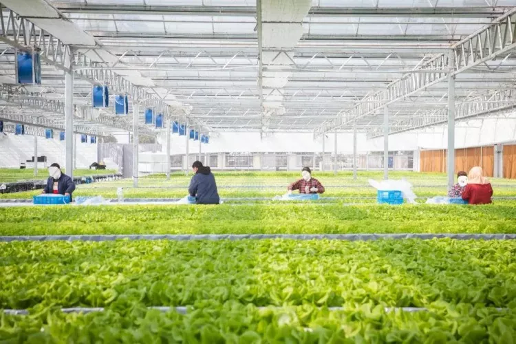 Construção de aço para armazém de base vegetal
